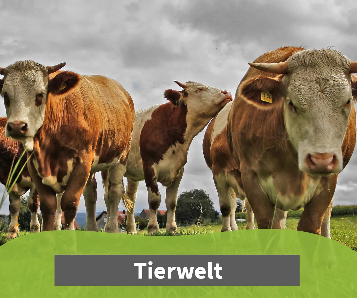 Kategorie Tierwelt